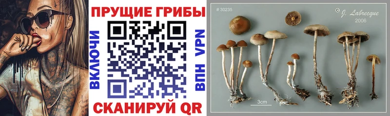 Псилоцибиновые грибы Cubensis  Волгоград 